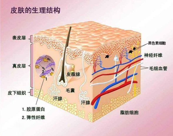 看皮肤病找陈建伟老中医